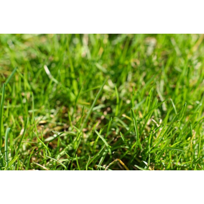 Trawa mieszanka traw uniwersalna Biovita 36 m² 0,9 kg UNIWERSALMIX